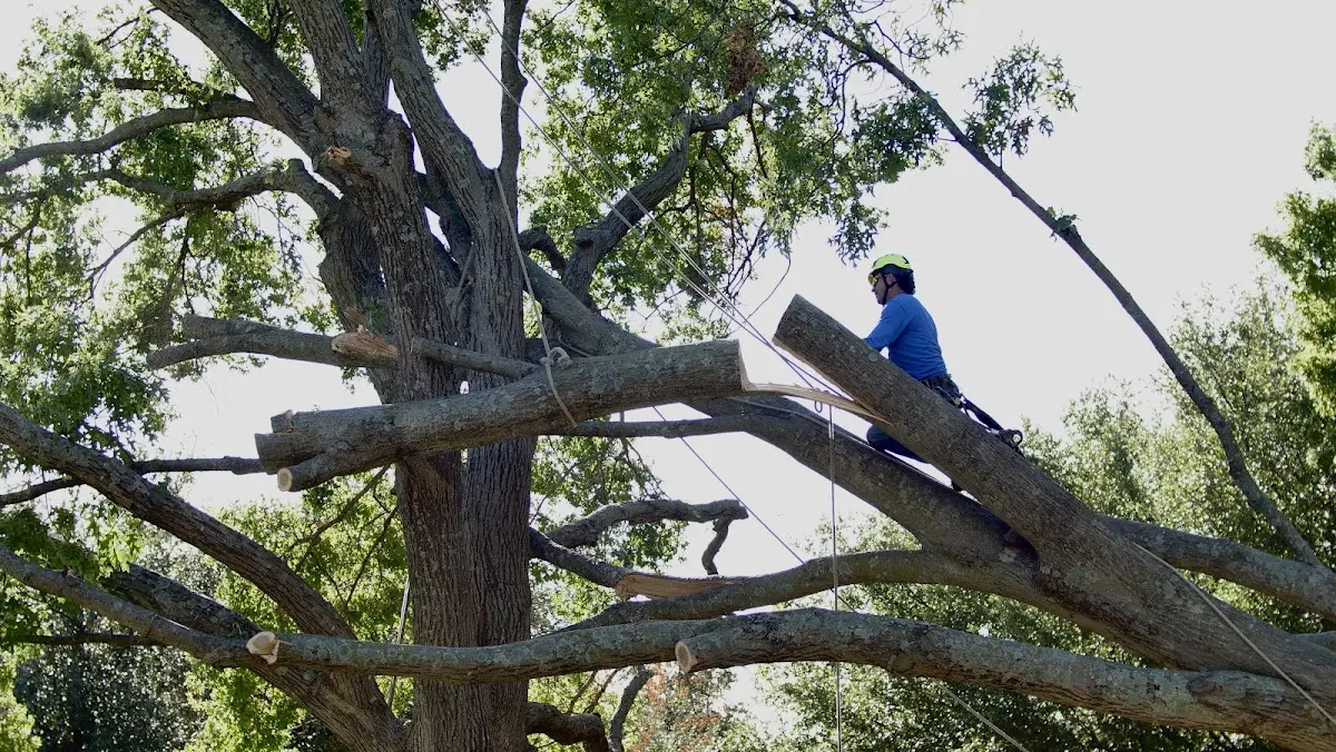 Professional Crown Thinning performed by certified arborists in West Wardsboro