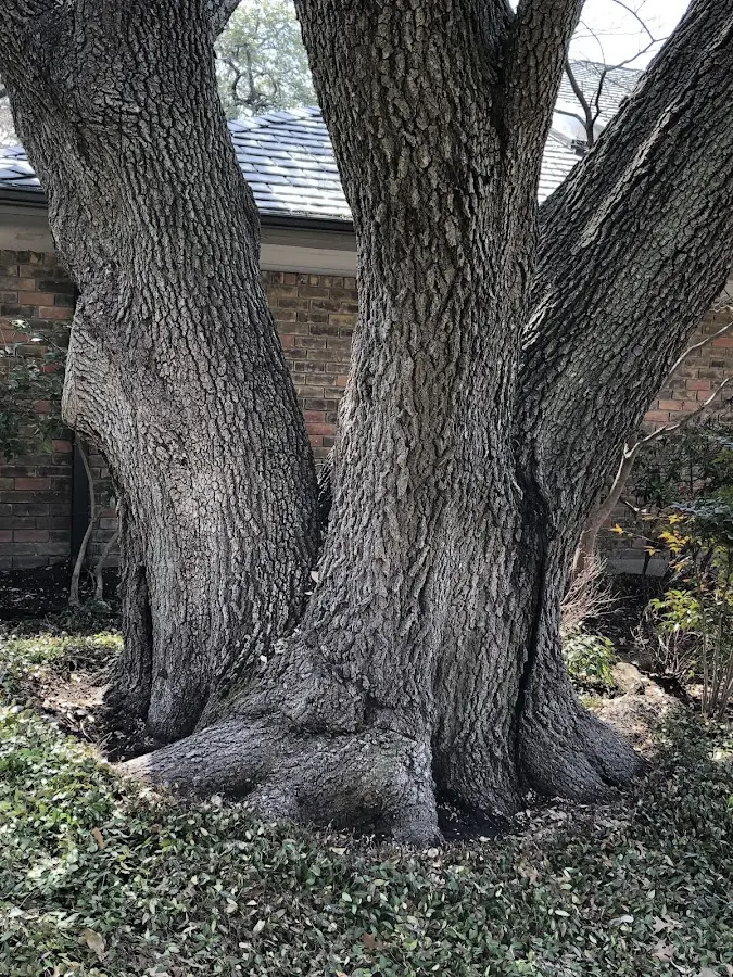 Mature heritage tree close to a West Wardsboro property cared for by certified arborists